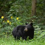 2017OTRA-1_1148 (August 28, 2017)